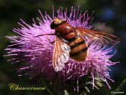 Mosca cernícola